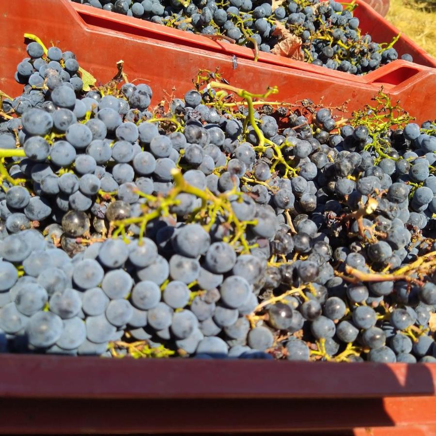 Calamandrana La Giribaldina Winery & Farmhouse מראה חיצוני תמונה